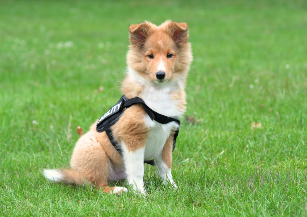 犬のレッグ・ペルテスについて｜愛犬の歩行に違和感がある