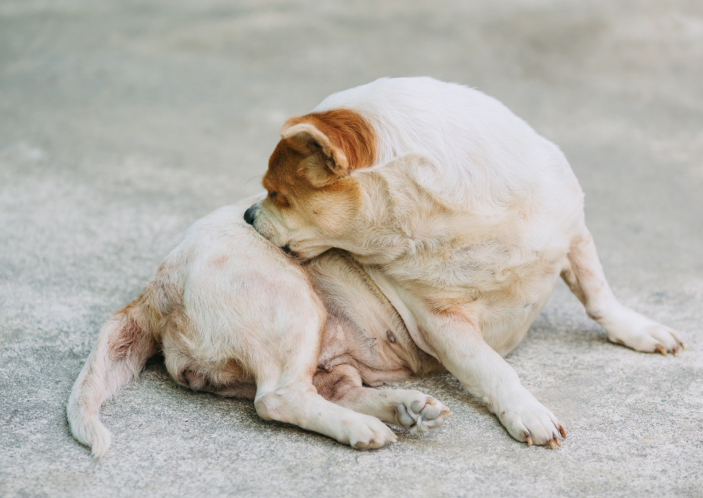 犬のアトピー性皮膚炎について｜最新治療法「サイトポイント」で根本改善も！