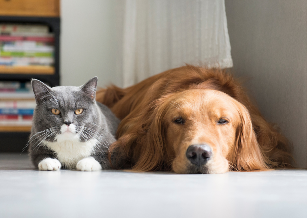 犬や猫のクッシング症候群について｜中高齢で発生することが多い疾病