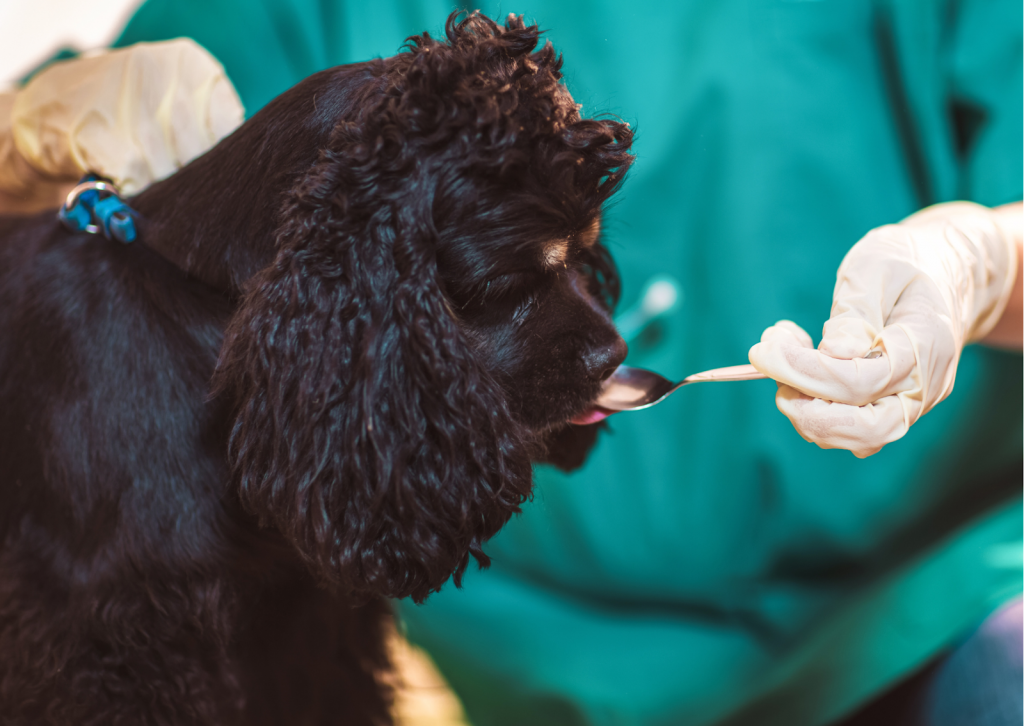 犬と猫の薬の飲ませ方┃自宅で上手に飲ませるコツとは！？