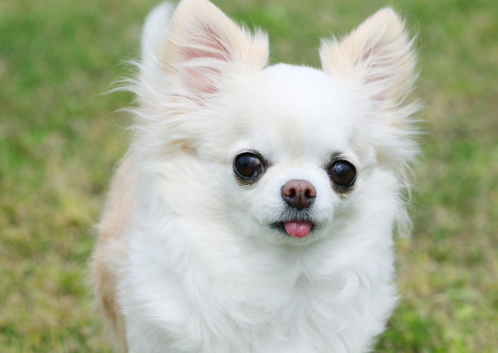 犬の橈尺骨骨折について┃小さな段差にも注意が必要