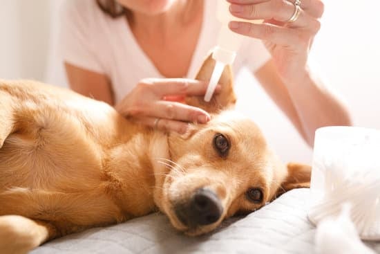 犬や猫の外耳炎について│耳が臭い、汚い、かゆい原因