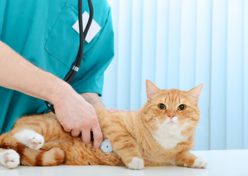 犬や猫の嘔吐について｜原因から対処法、受診のタイミング
