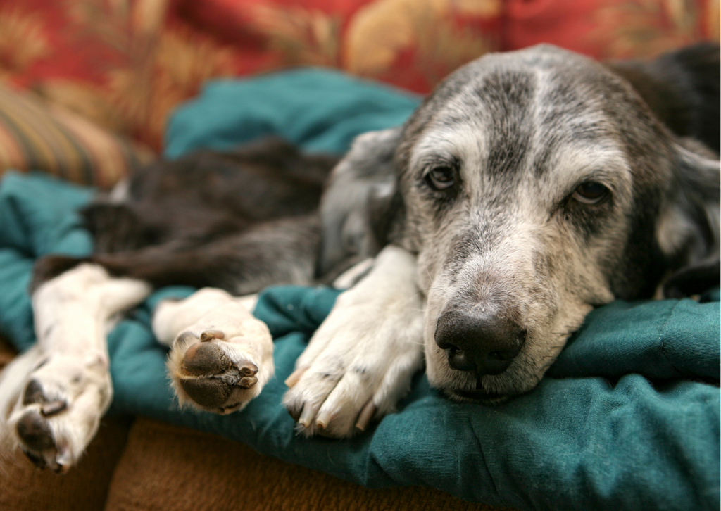 シニアの犬や猫の認知症について│夜鳴き、徘徊がみられたら注意