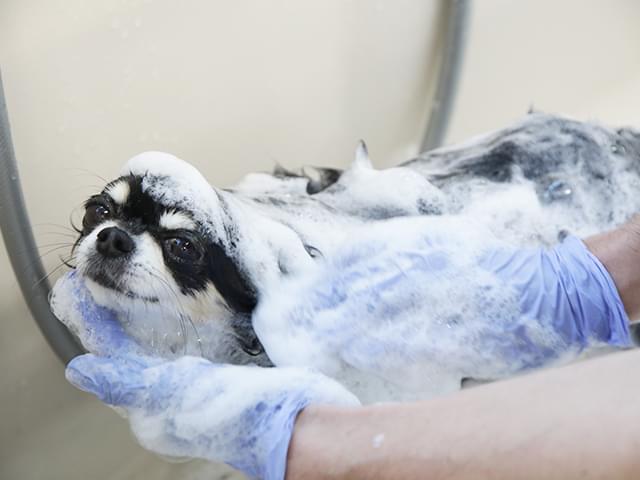 シャンプー中の犬ちゃん