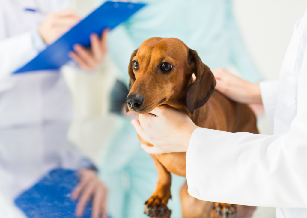 犬や猫が痙攣や発作を起こした時の飼い主様ガイド｜すぐ病院へ行くべき？様子を見るべき？