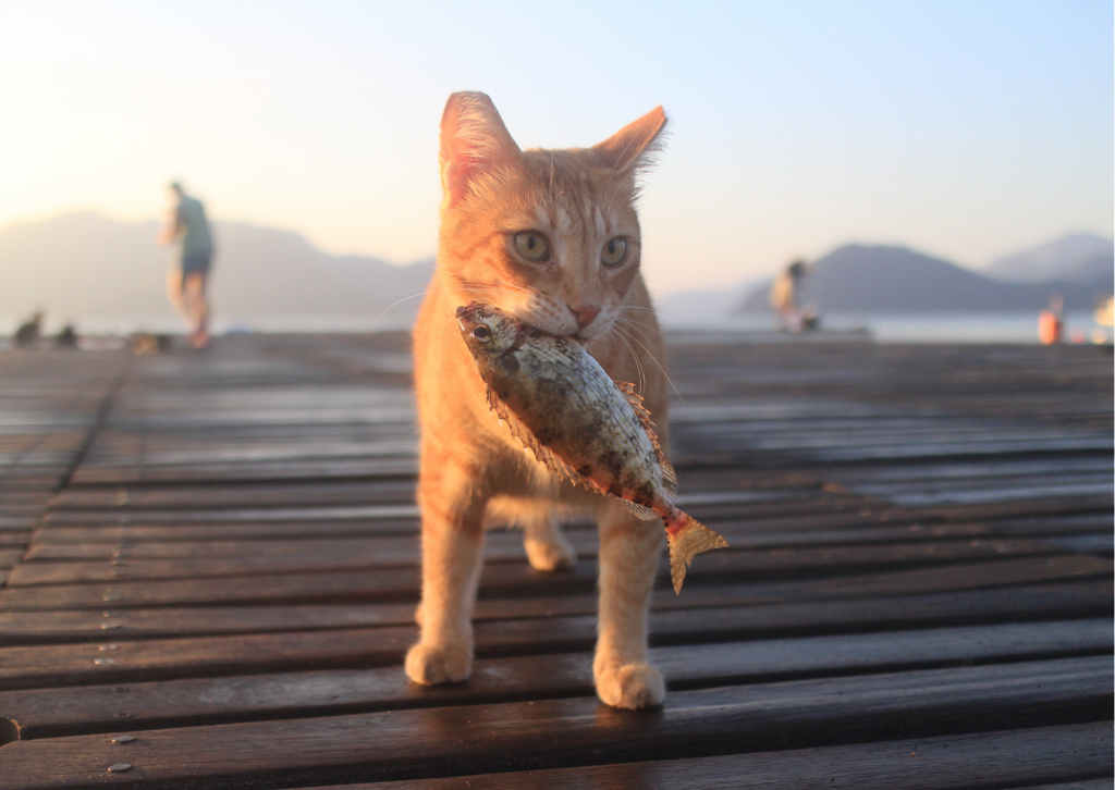 夏が旬の魚介類、でも猫にあげると危険なものも│猫への与え方に注意が必要な食材とは？