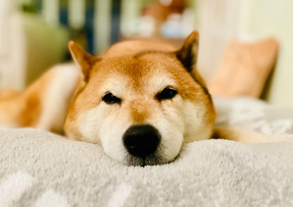 犬と猫の腎臓病について|原因から治療、予防まで徹底解説