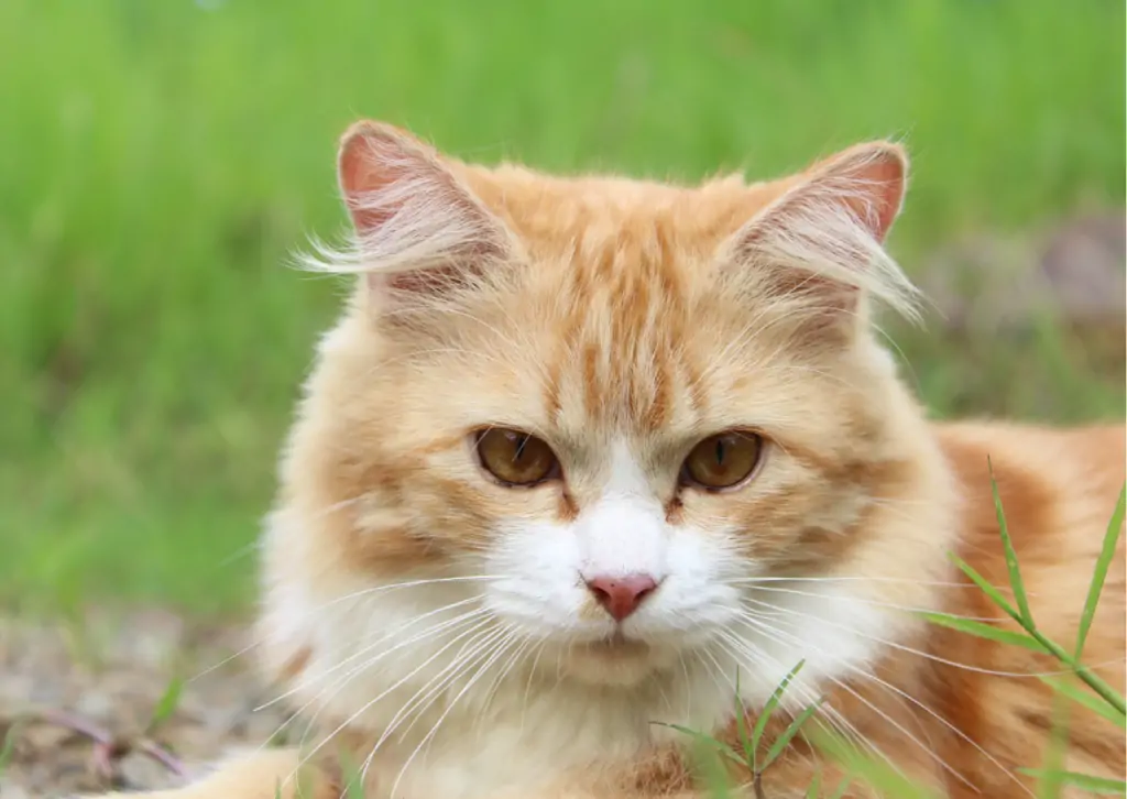 早期発見が重要!|猫の甲状腺機能亢進症