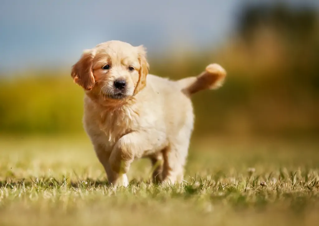 犬の股関節形成不全について|主に大型犬に多い病気