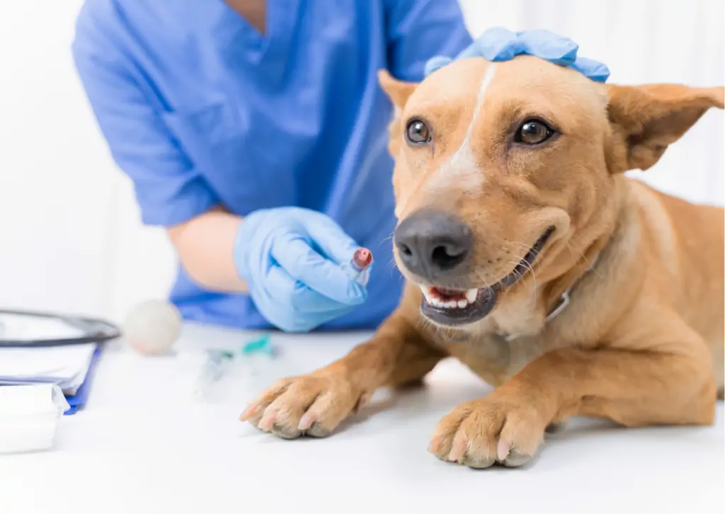 ワクチン接種を怠らないで!|狂犬病の予防の重要性