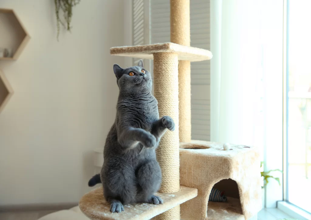 脛骨骨折の原因は何ですか?