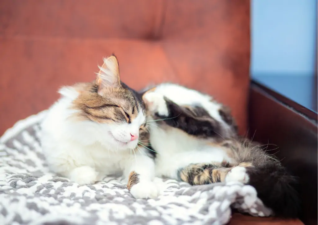 犬と猫のアレルギー性皮膚炎について|かゆみ、赤み、脱毛の原因は?