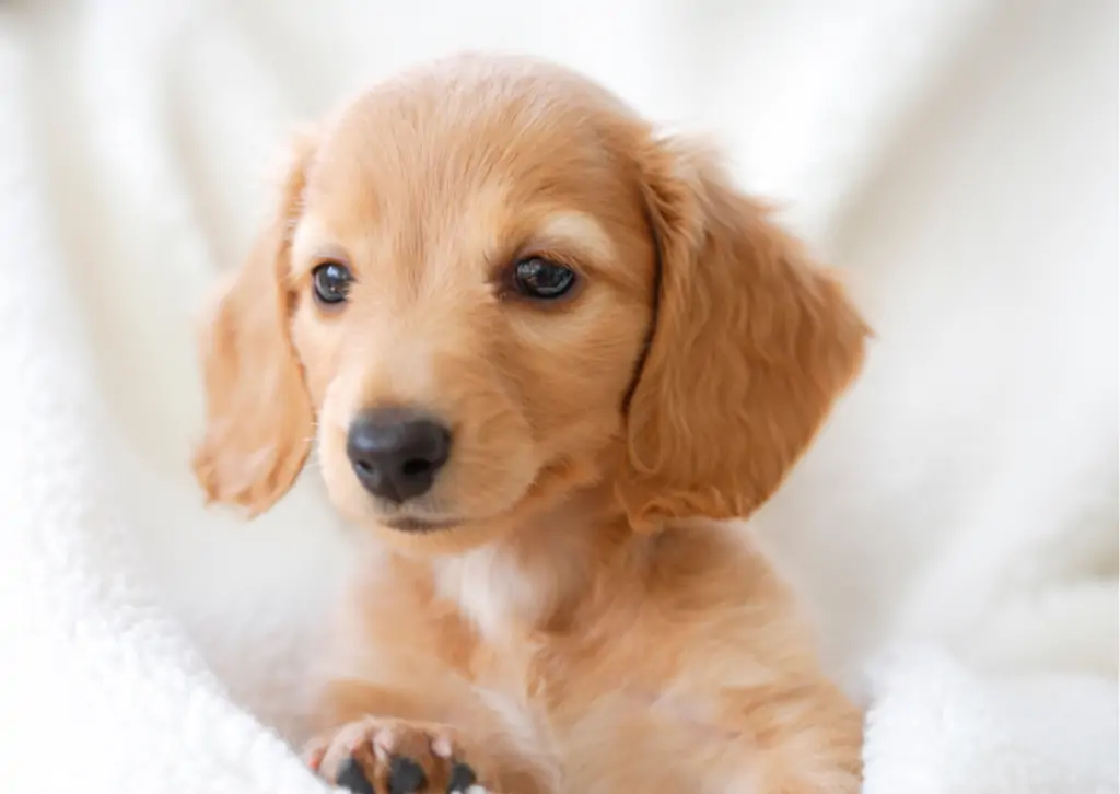放っておくと大変なことになる!|犬の会陰ヘルニアについて