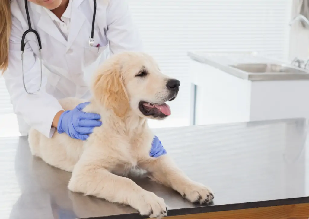 犬の子宮蓄膿症について|避妊手術で予防できる?