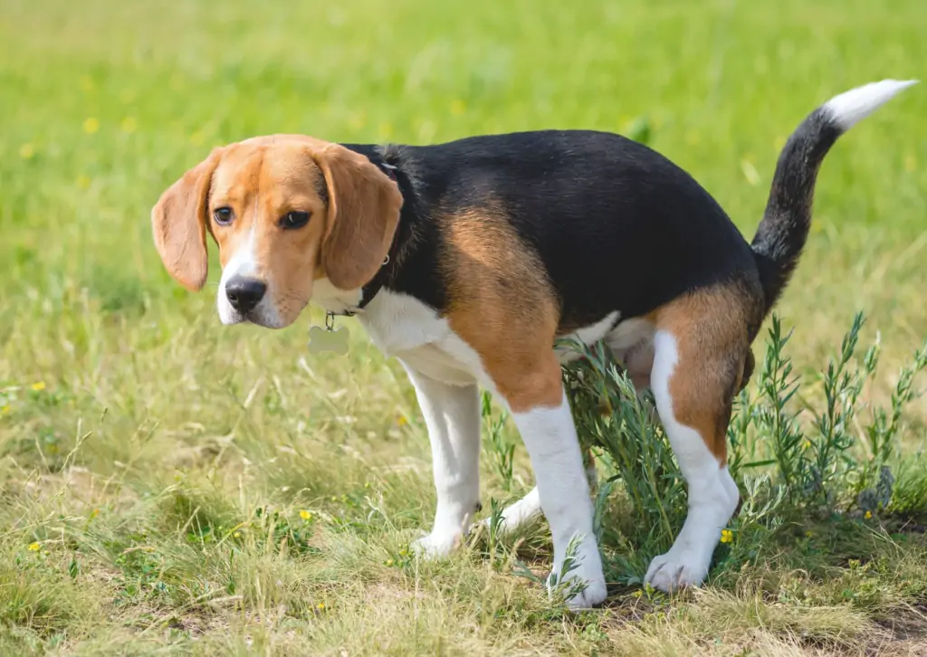 下痢で困る飼い主様必見!|犬や愛の下痢対策と検便方法について