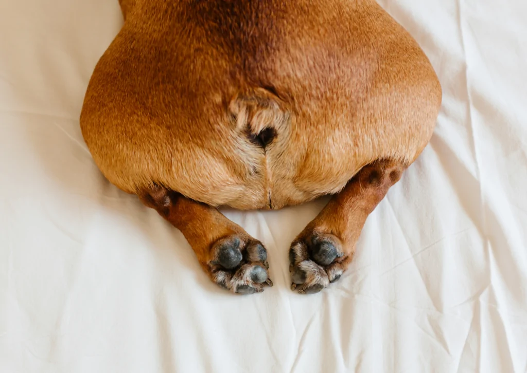 知っていますか?犬と猫の肛門腺トラブル|見過ごしがちな重大疾患