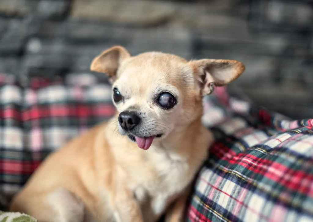 犬や猫の目が充血・腫れる？｜緑内障の症状と治療法を獣医師が解説