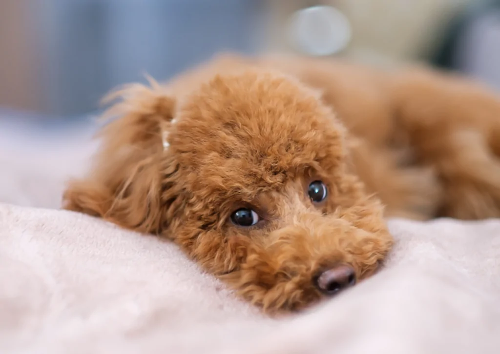 【獣医師解説】愛犬や愛猫の食欲不振や嘔吐が続く?|副腎皮質機能低下症(アジソン病)の可能性も