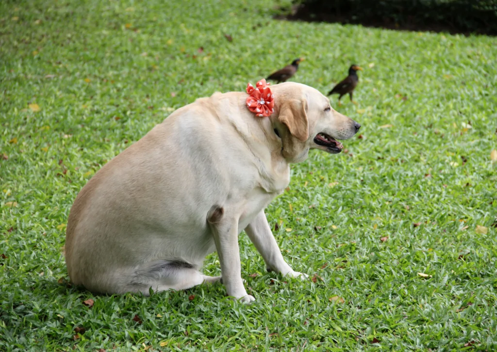 犬や猫の肥満が心配!|獣医師が教える上手な対策方法