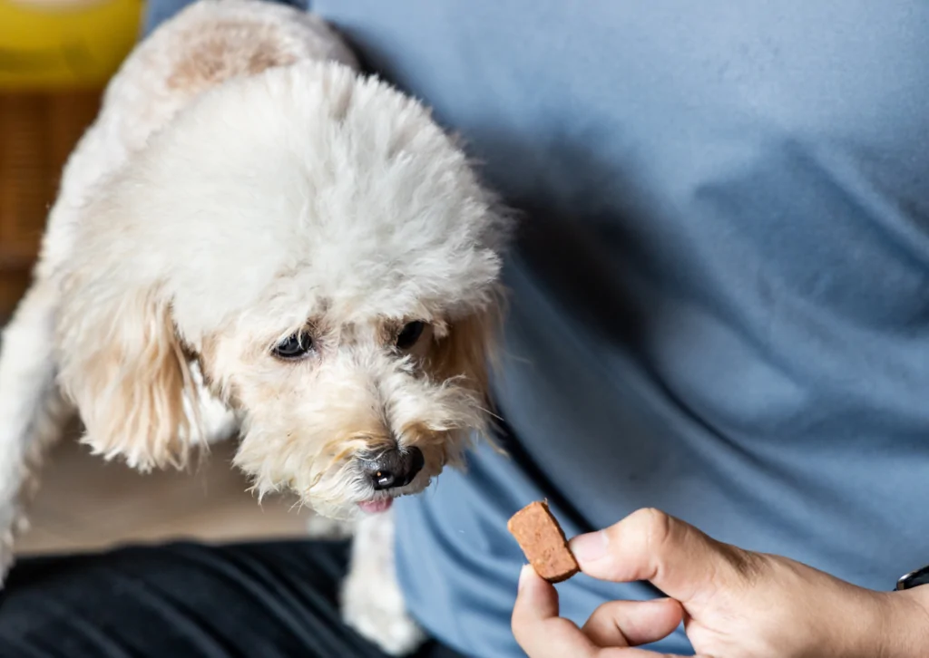 犬のフィラリア症とは？｜感染経路・症状・予防時期・治療法まで徹底解説