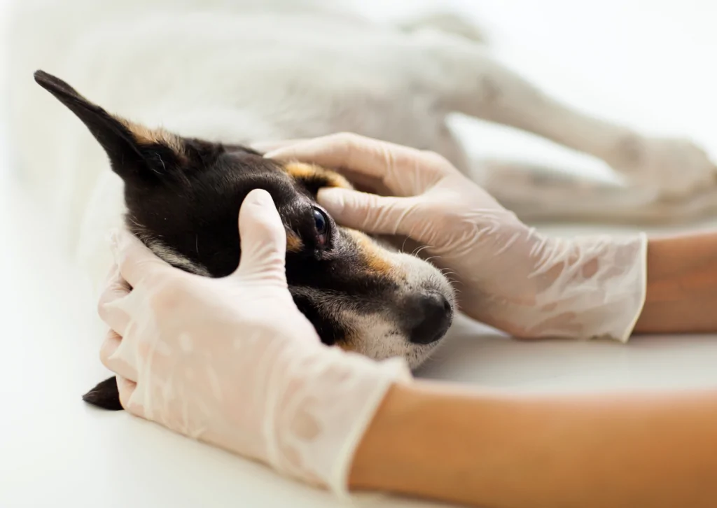 犬や猫の目に寄生する東洋眼虫と動物病院慣れの大切さ｜八王子の獣医師が解説
