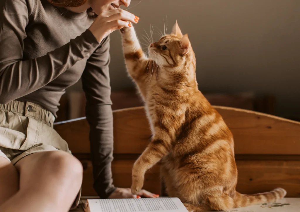 猫の突然死を防ぐために｜若い猫でも起こりうる病気のリスク