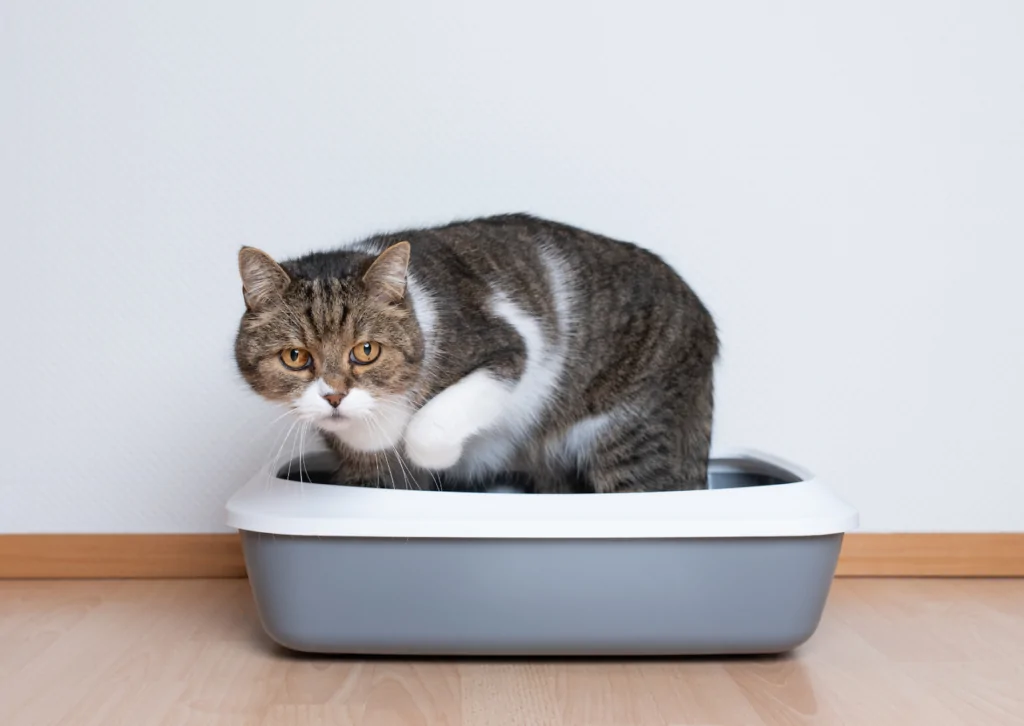 愛犬・愛猫を尿路結石から守る｜症状・治療・予防法を徹底解説