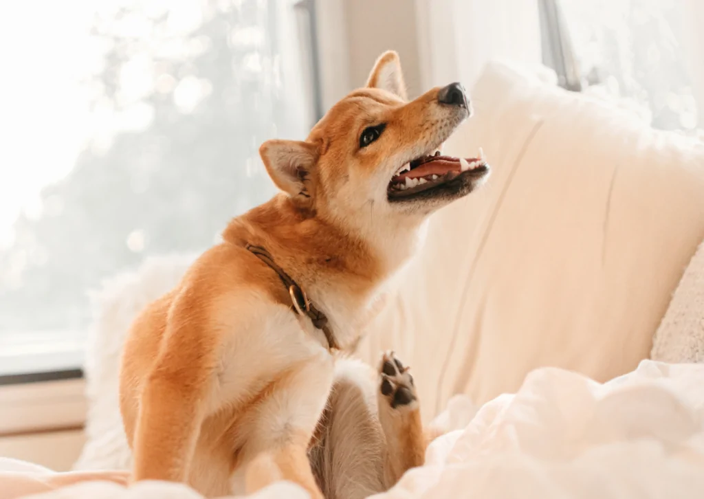 獣医師が解説！犬や猫のアレルギー検査で知っておくべきこと
