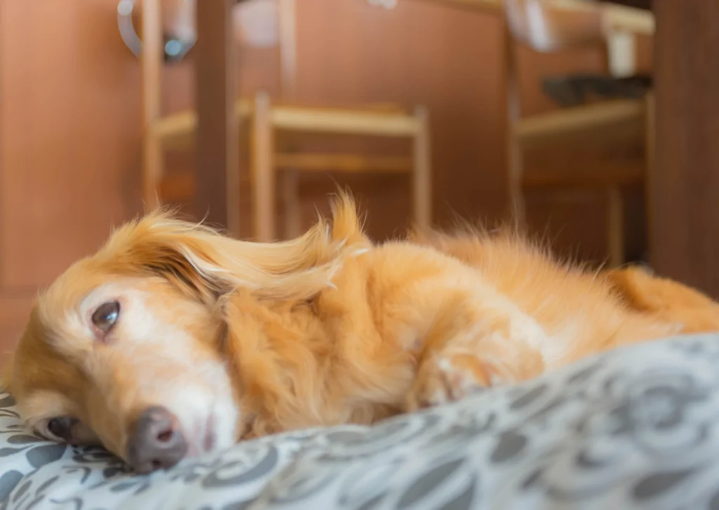 犬のヘルニア治療の新たな選択肢｜再生医療がもたらす可能性